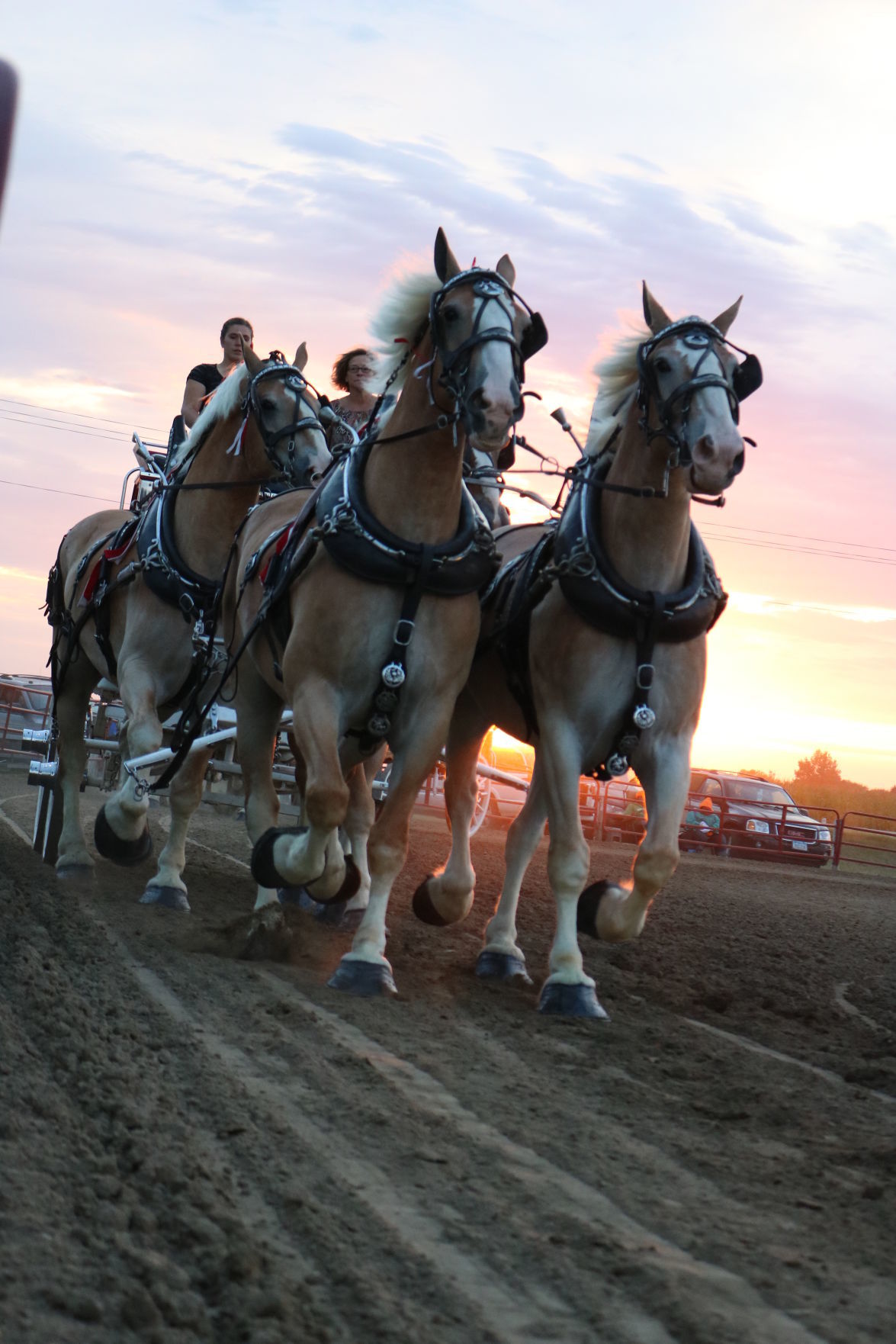 4-Horse Hitch 2